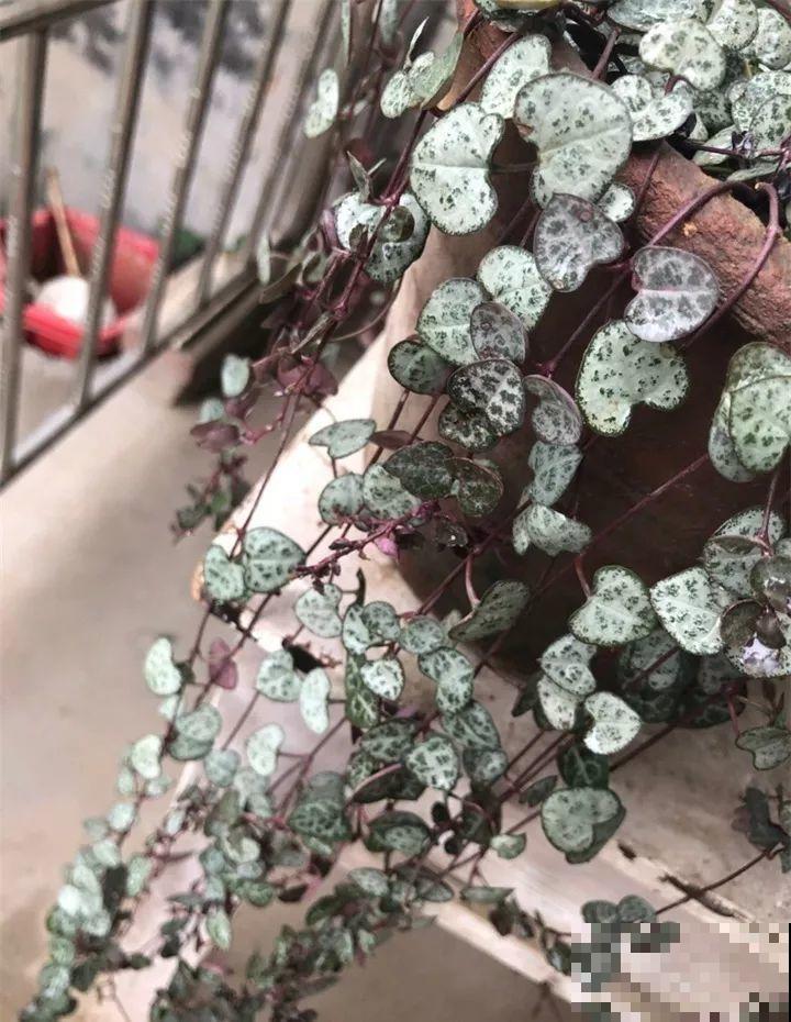 80种耐阴花，光线不好照样养的活，新手的救星！