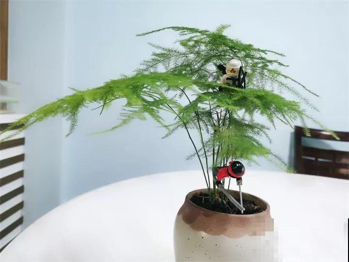 80种耐阴花，光线不好照样养的活，新手的救星！
