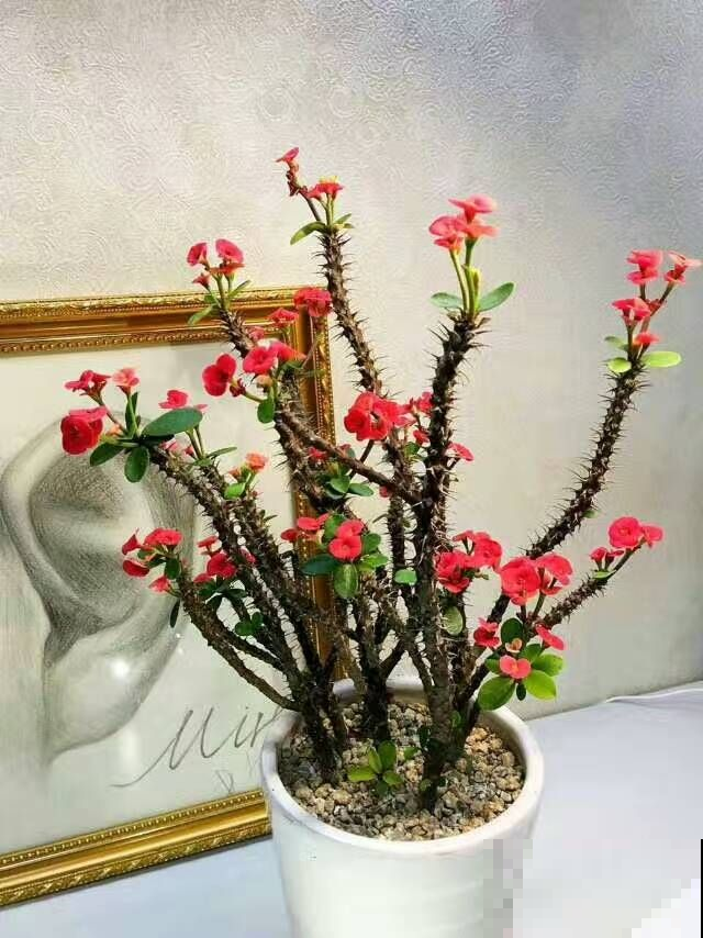 卧室是这花的禁地，一旦养了就会出大问题，别不当回事！