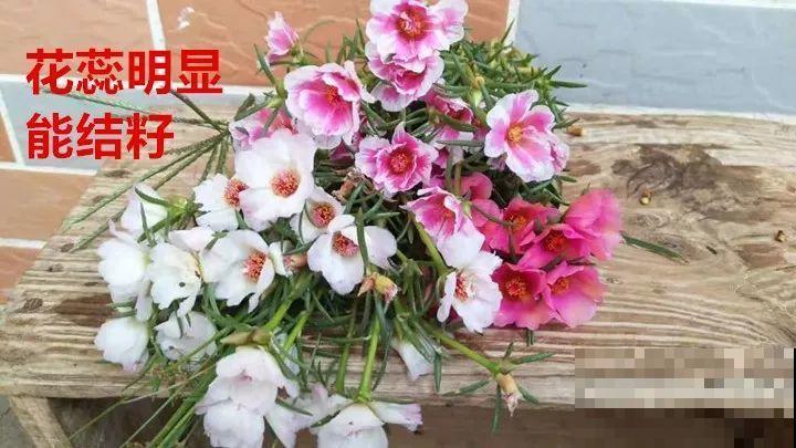 死不了的花，一开就是大半年，切碎扔土里就活！