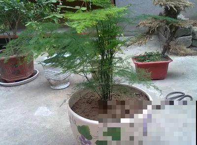 能爬10米高的花，夏天变成绿瀑布，看着就凉快！