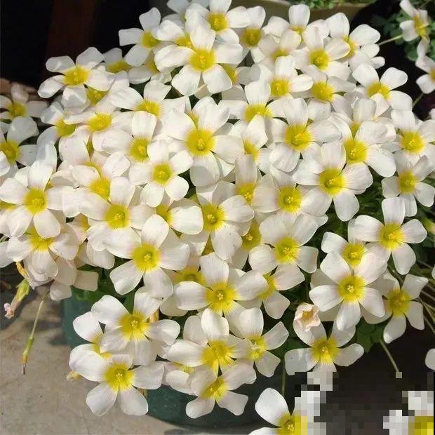 这花埋土里，不用剪就开爆，来年挖出来种球数翻10倍！