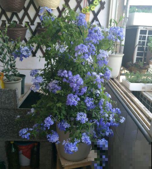 院子没有，自己动手改造一下小露台，花园梦还是可以实现的！