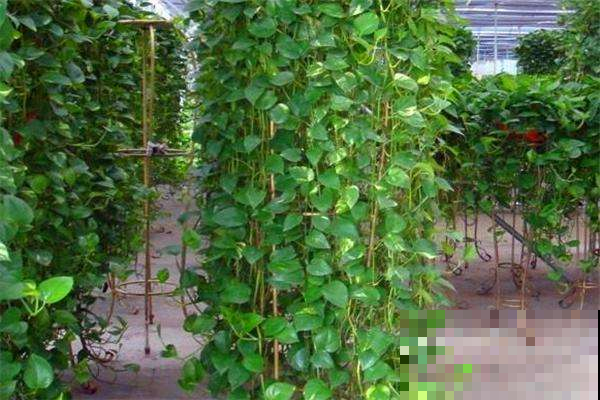 绿萝度夏的黄叶干尖该咋整？按照这么养，一星期窜出好几米！