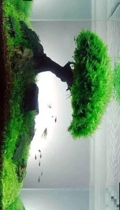 夏天就得养它，扔水里长一缸，7天美成一幅画！