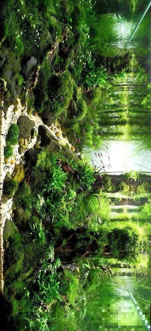 夏天就得养它，扔水里长一缸，7天美成一幅画！