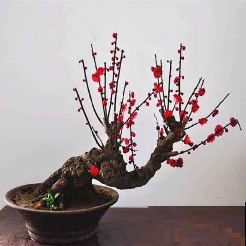 这花开得比茉莉还香，做好修枝，老桩盆景美翻了！