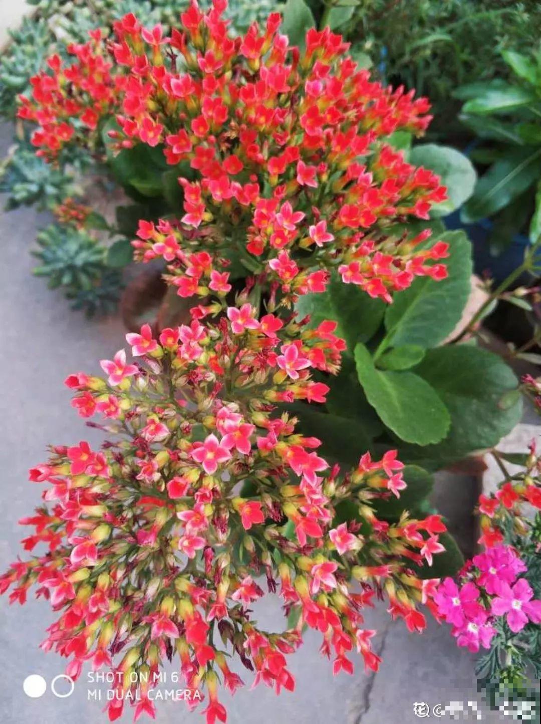 30种常见花的夏季浇水方法，告别烂根黄叶，养花无忧！