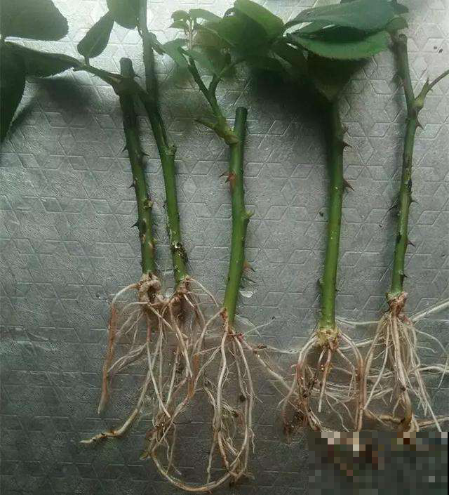 用尽办法也没扦插成功？老花农教你用泥浆一甩，立马插出大白根！