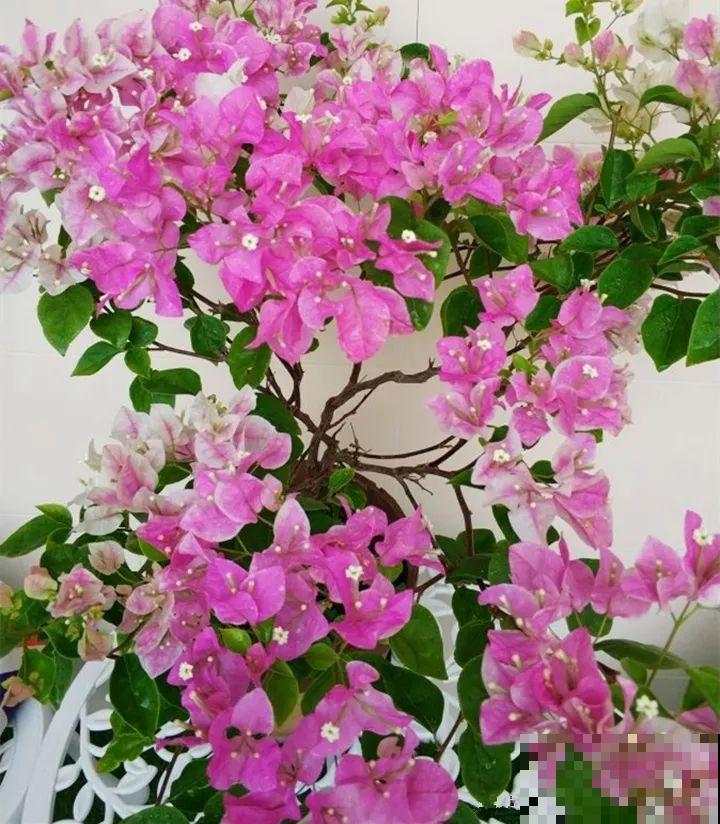 现在扦插最好活，这8种花，插多少活多少！