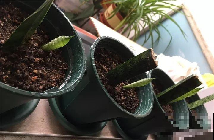 10种花扦插技巧，没事的时候插两盆，多到阳台都放不开！