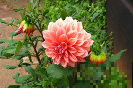 喝不完的绿豆汤这么弄给花喝，立马解暑呼呼长，花骨朵一夜冒10个