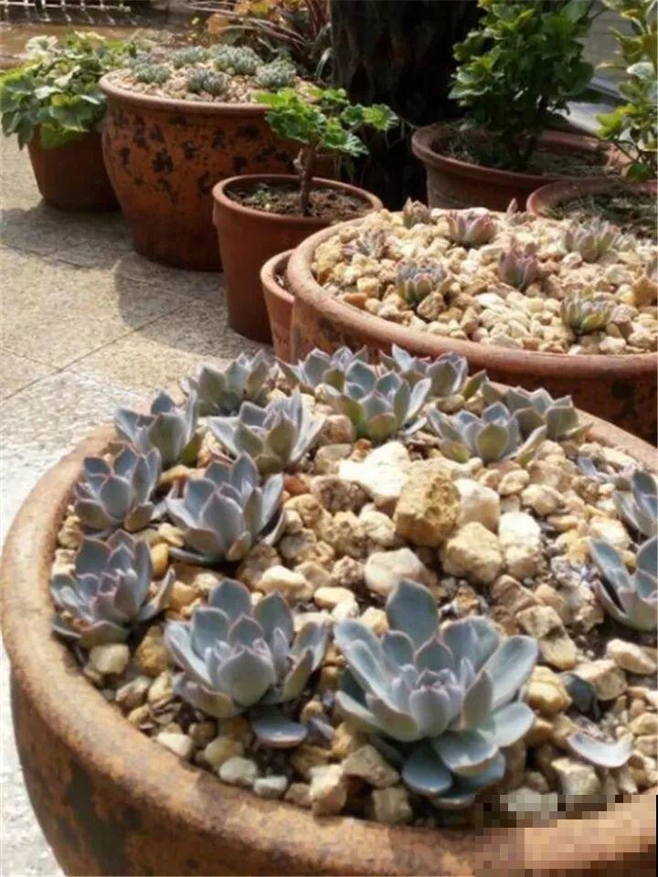 他用3年时间，养出满院子多肉，任谁看了都走不动路！