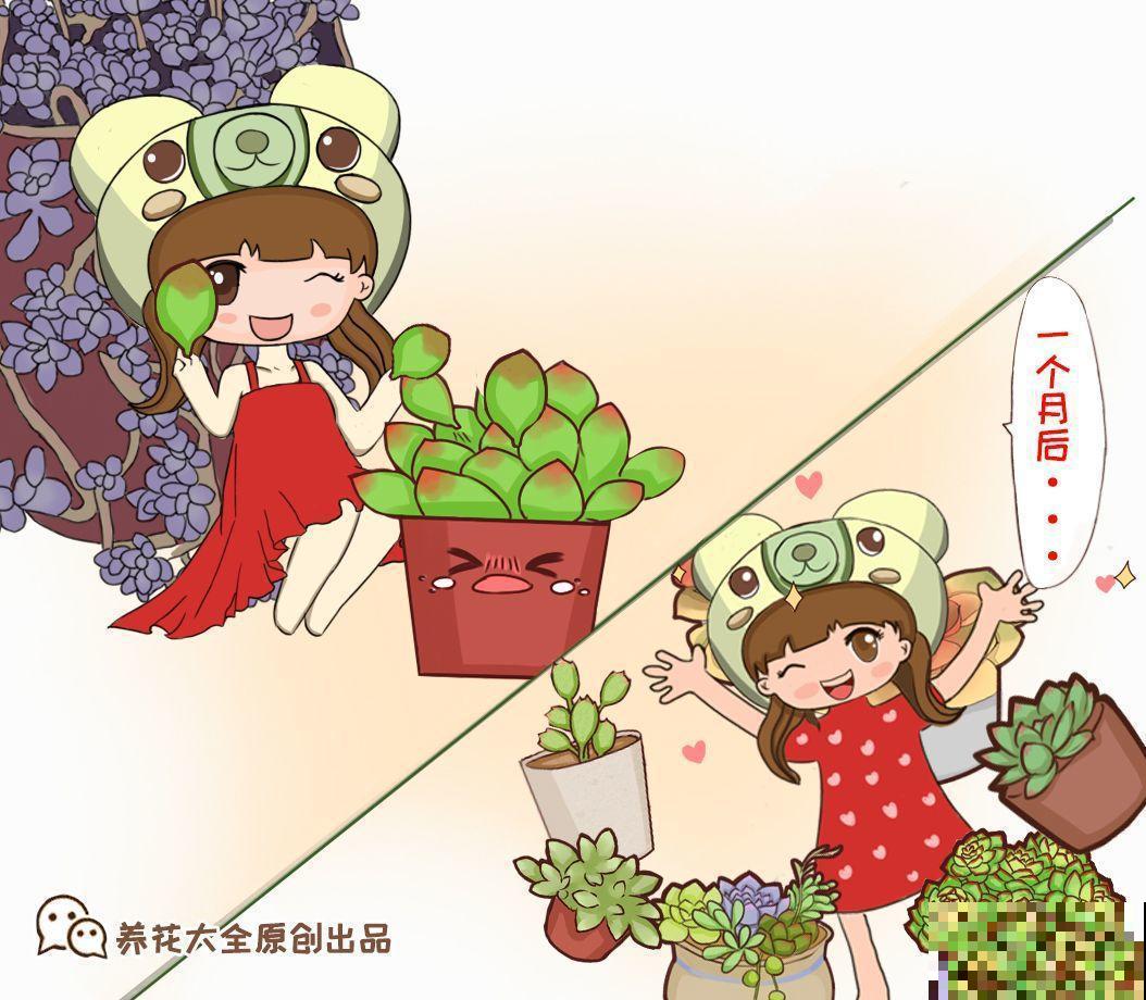 这8种多肉，现在扦插，插啥活啥，1个月就爆盆！