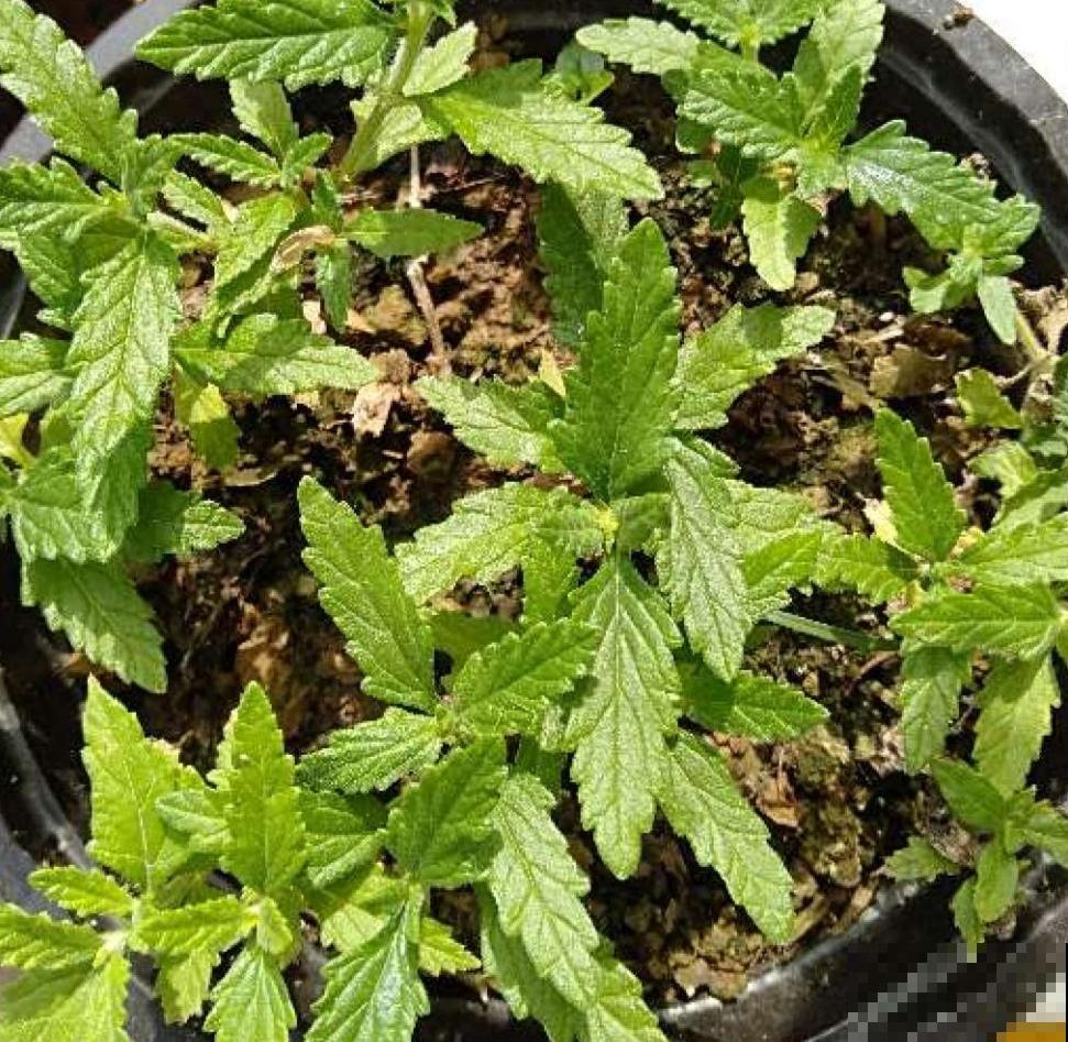 这花一年能开7个月，三伏天也挡不住爆盆，美翻了！