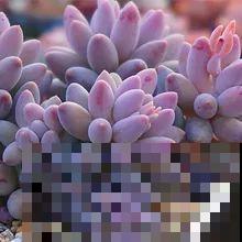 这5种多肉最难养，夏天还没过完就挂，新手慎入！