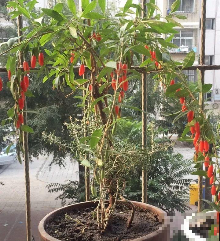 6种花越养越健康，晒干了还能卖钱，不养真的亏大了！