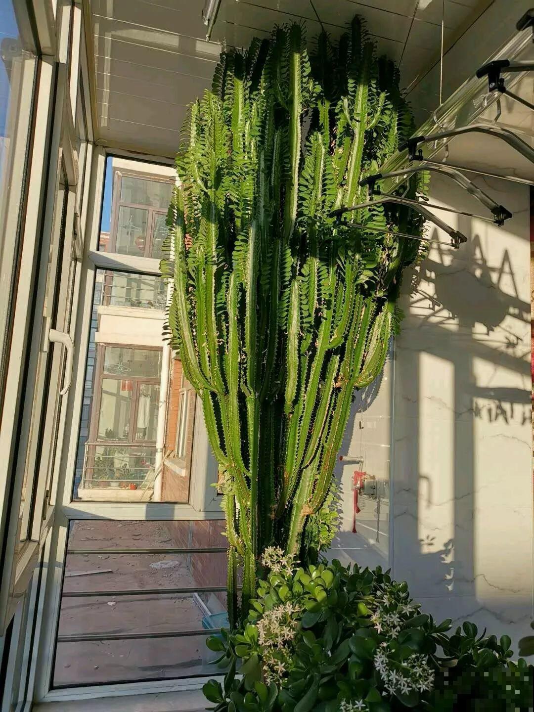 5种寿命超长的花，一养就是上百年，家里有一盆能当传家宝！