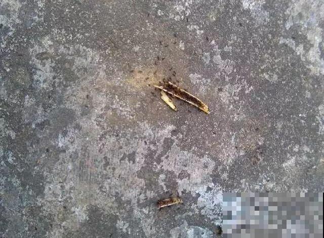 给花喷点它，蚂蚁蜗牛全杀死，家里再也不招虫！