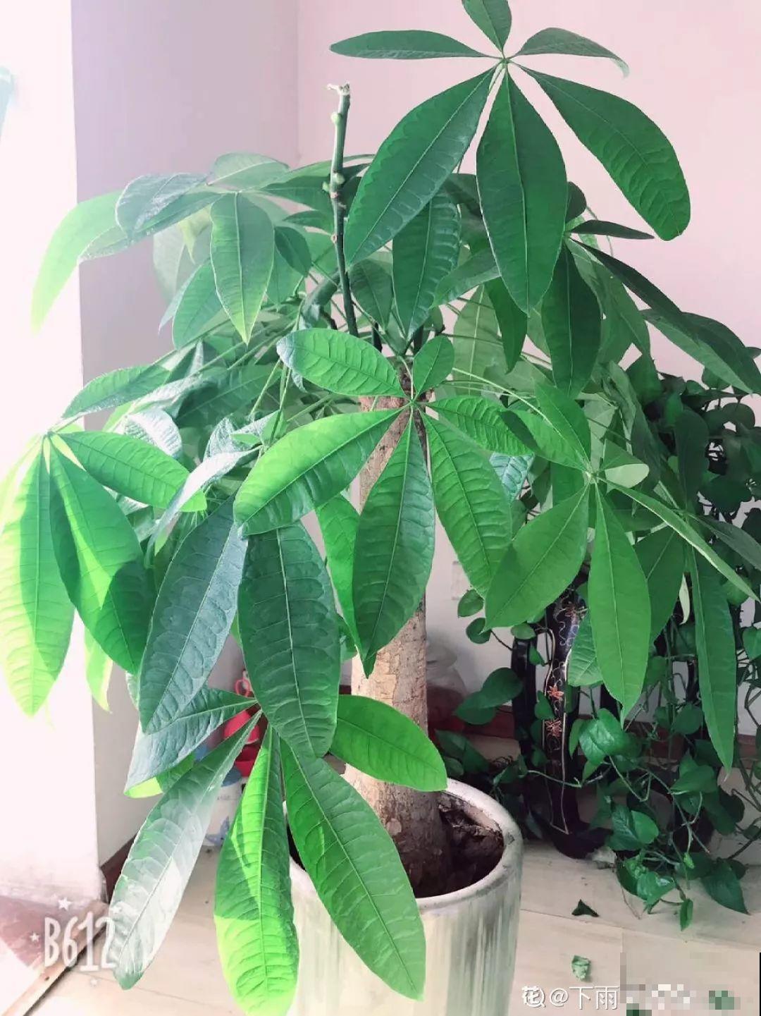 家里有这8种花，现在最容易死，别乱浇水！