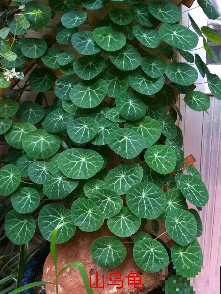 这花长得像个乌龟壳，没想到三个月爬满阳台，差点给扔了！