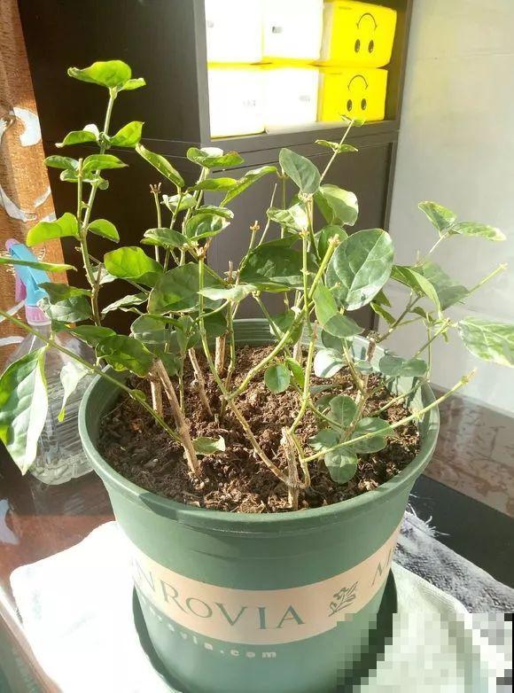 这花剪一茬开一茬，越晒花越多，整个夏天屋里都是香香的！