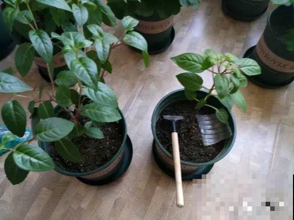 会休眠的12种花，想要安全度夏就别折腾，越浇水死的越快！