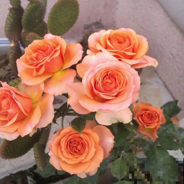 过节并非要送玫瑰，这几种颜色多还实惠，表达爱意才是主要的！