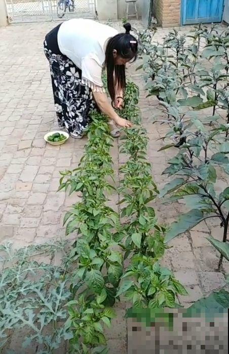 养花种菜，连墙缝都不放过，满墙多肉，羡煞旁人！