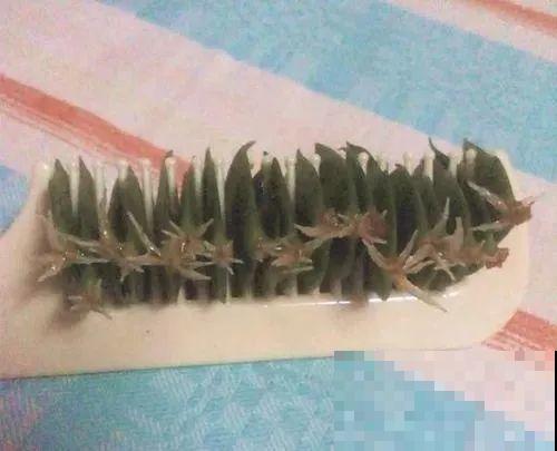 现在扦插最好活，这8种花，插多少活多少！