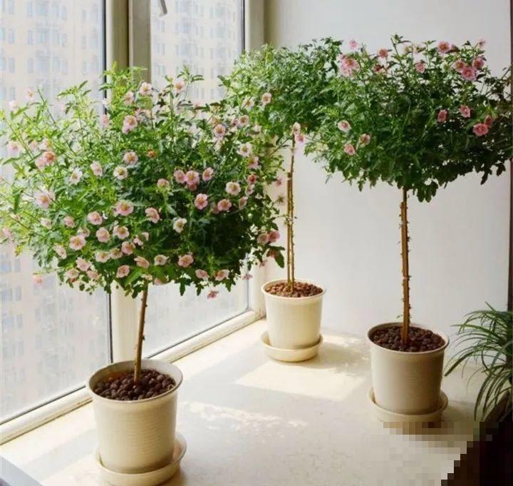 这8种花，拿棍子一绑凹个造型，身价嗖嗖往上翻！