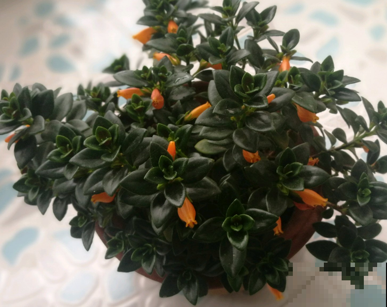 吊兰可是一个大家族，这4个常见品种，能观叶能赏花！