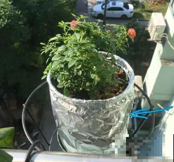 这花最让人操心，一不留神就死翘翘，真想扔了它！
