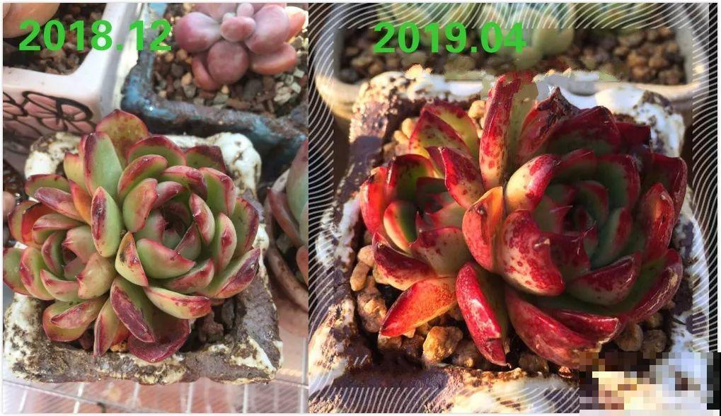 养了两年的多肉，都变成了胖胖的肉墩子，堪称“整容史”！