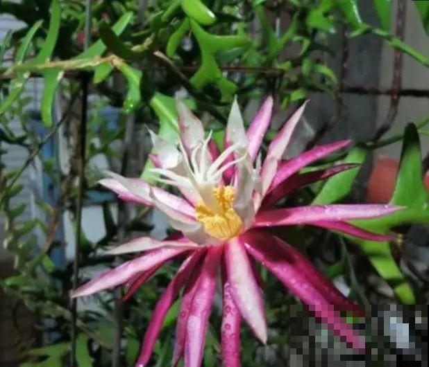 这5种花，剪根枝条就能长，半年收获一盆小豆豆！