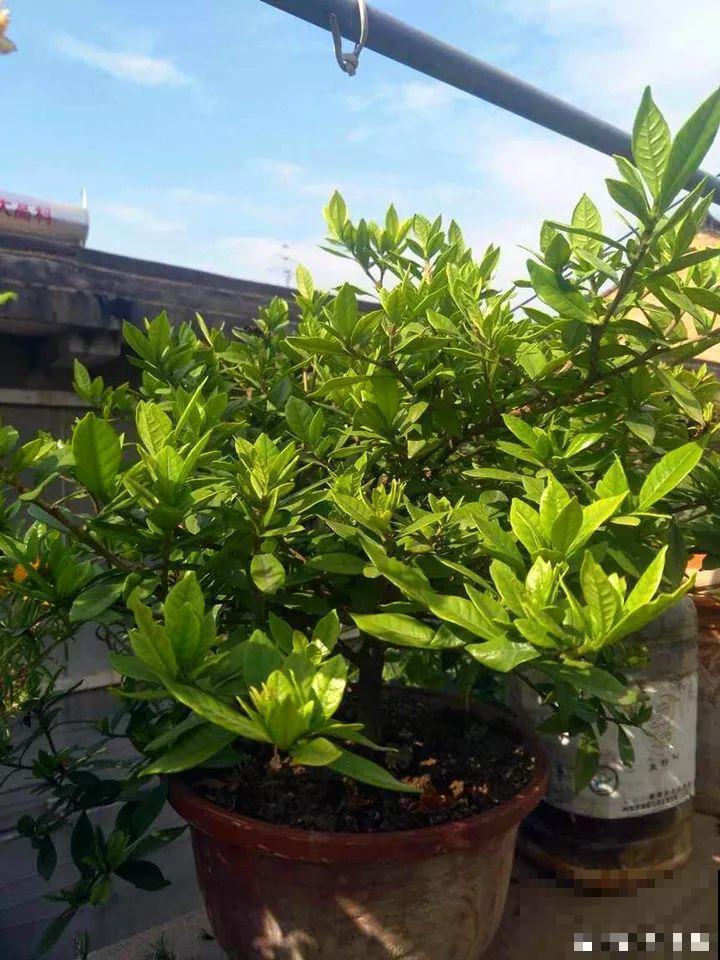 这10种花，年年收空盆，没点经验还真不敢养！