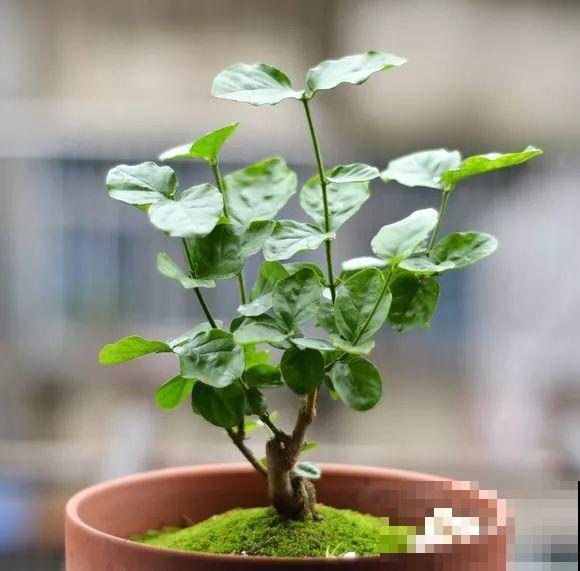 这花剪一茬开一茬，越晒花越多，整个夏天屋里都是香香的！