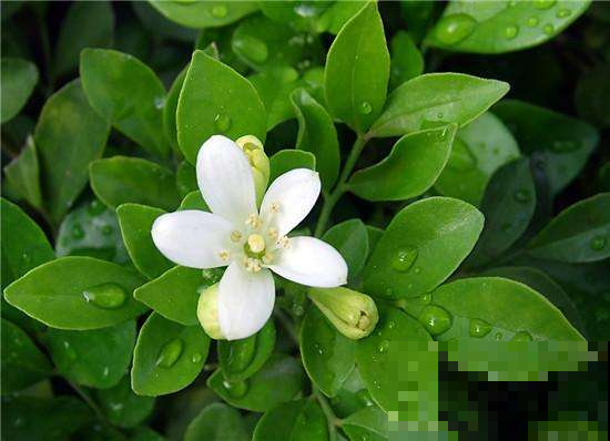 这花开得比茉莉还香，做好修枝，老桩盆景美翻了！