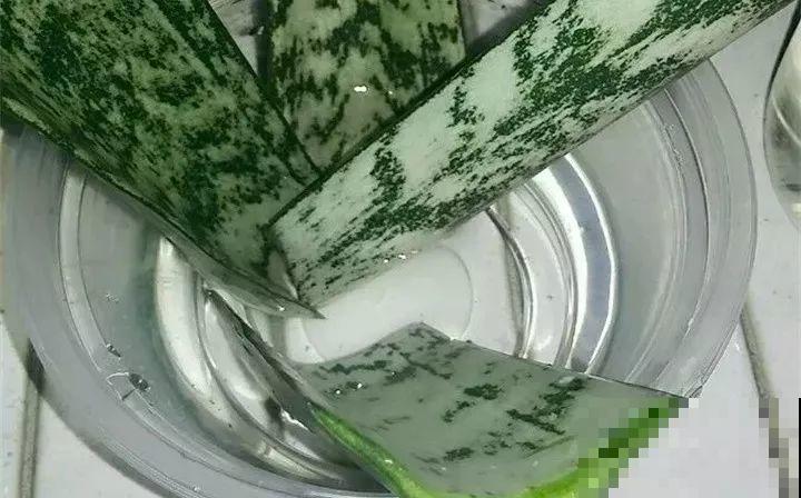 10种花扦插技巧，没事的时候插两盆，多到阳台都放不开！