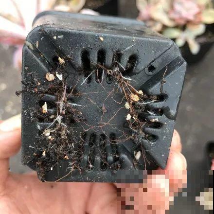 别让你家的多肉，熬过了热夏，却死在了初秋！