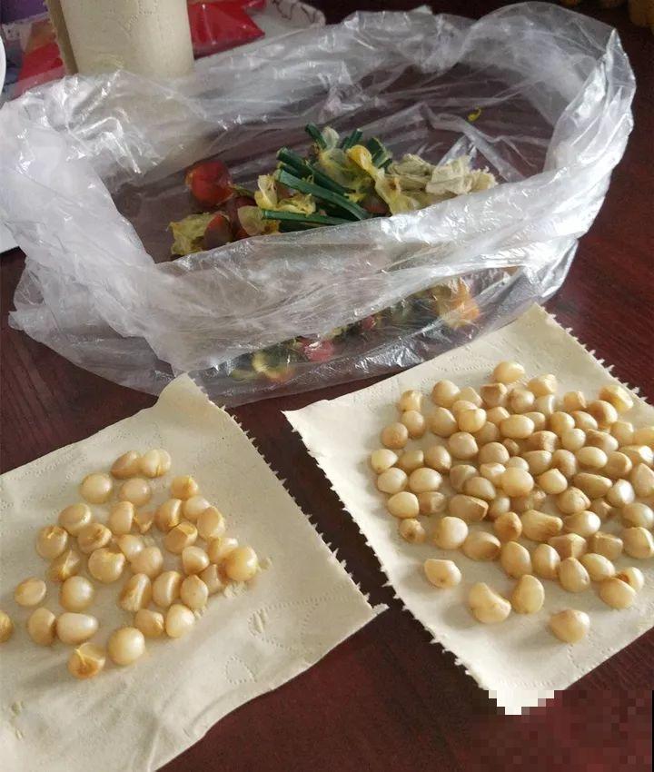 这花太能长，5年生了10麻袋，送人都送不完完！