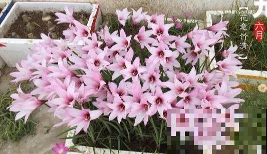 扔在门口的“韭菜”，竟然开出小百合，这花也太低调了！