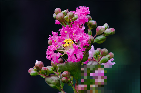 这3种花，从夏天开到现在，丝毫没有停的意思！