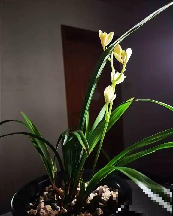 50多盆名贵兰花，一夜被盗，气人的偷花贼！