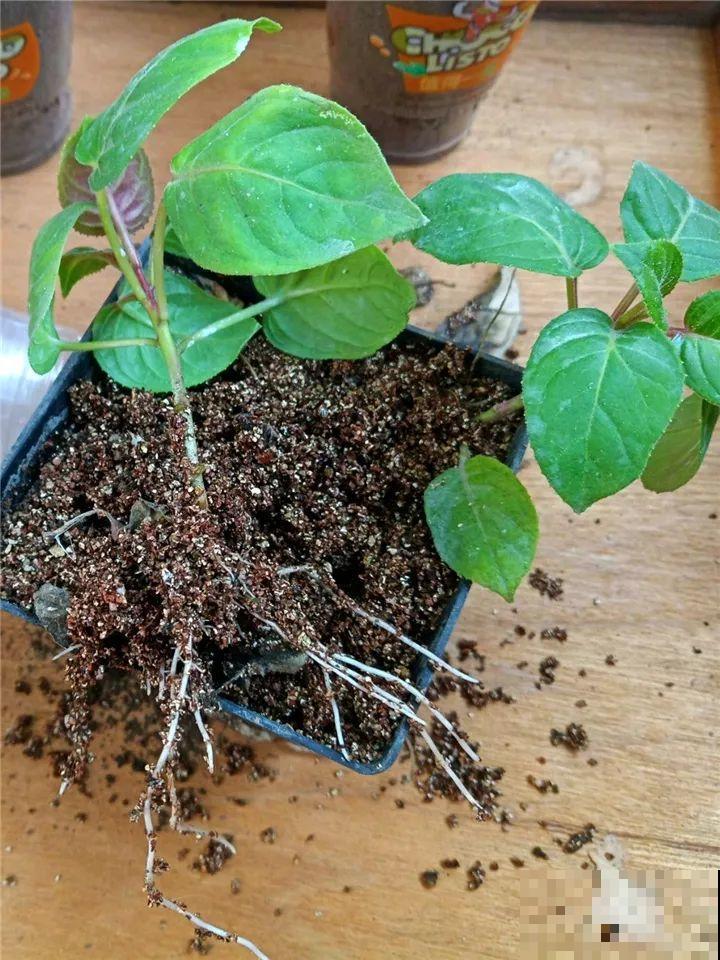 这10种花，年年收空盆，没点经验还真不敢养！
