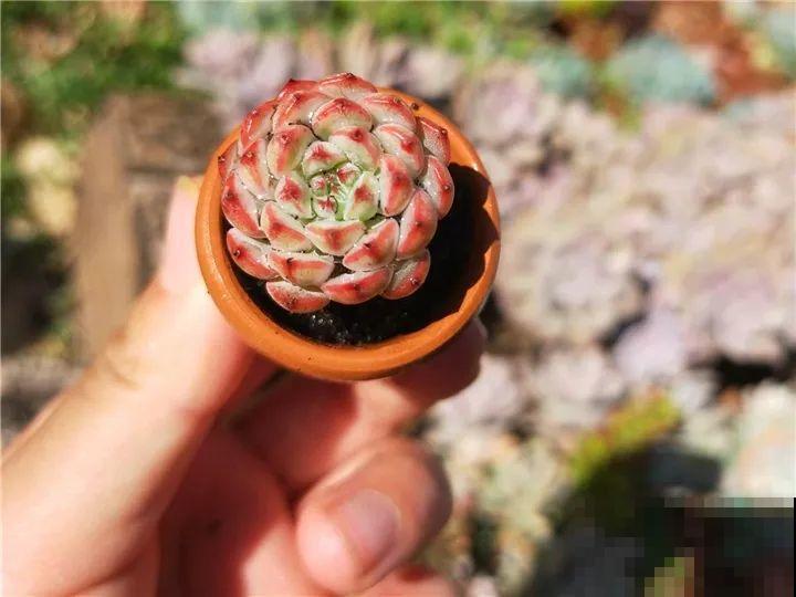 爸妈不在家，我在院子里疯狂种多肉，年年回家吓一跳！
