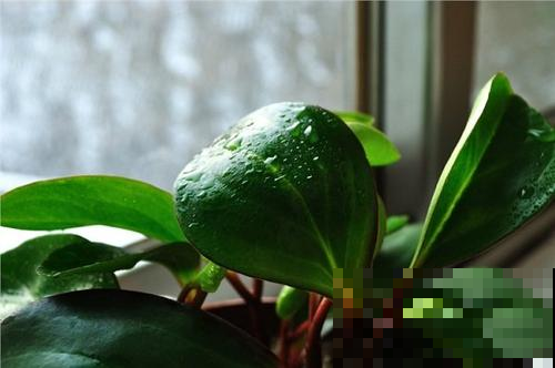 这2种花，夏天不休眠，呼呼蹿个，剪下来还能扦插！