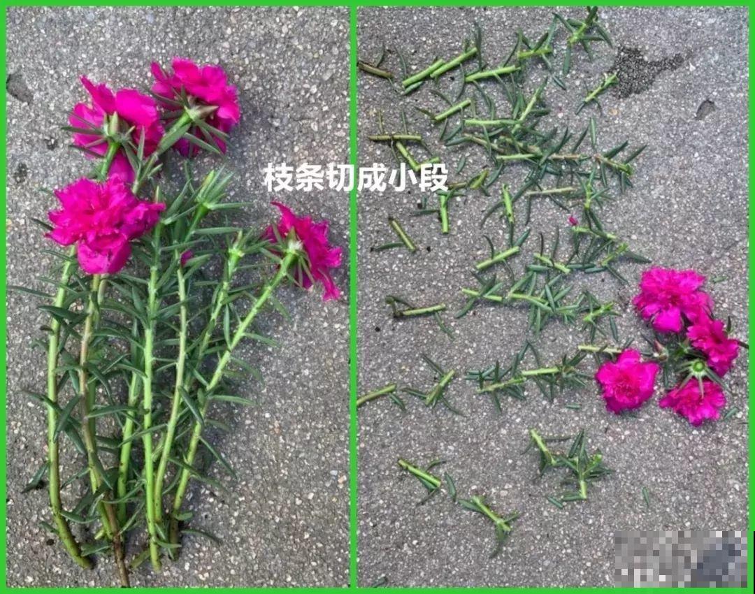 死不了的花，一开就是大半年，切碎扔土里就活！