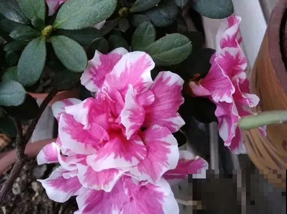 缺了这种叶面肥，黄叶一样找上门，自家就能做简单还省钱！