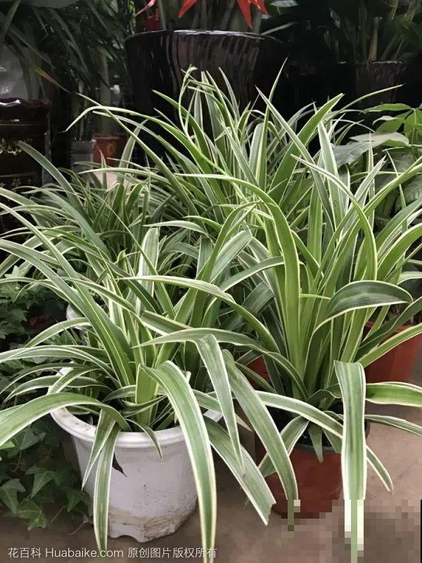 9月快上壮花肥，10天撒一把，新芽蹭蹭往外长！